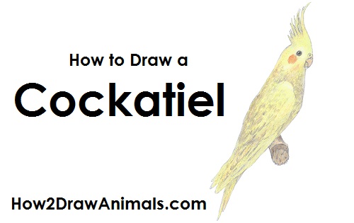 500x315 How To Draw A Cockatiel - Cockatiel Drawing