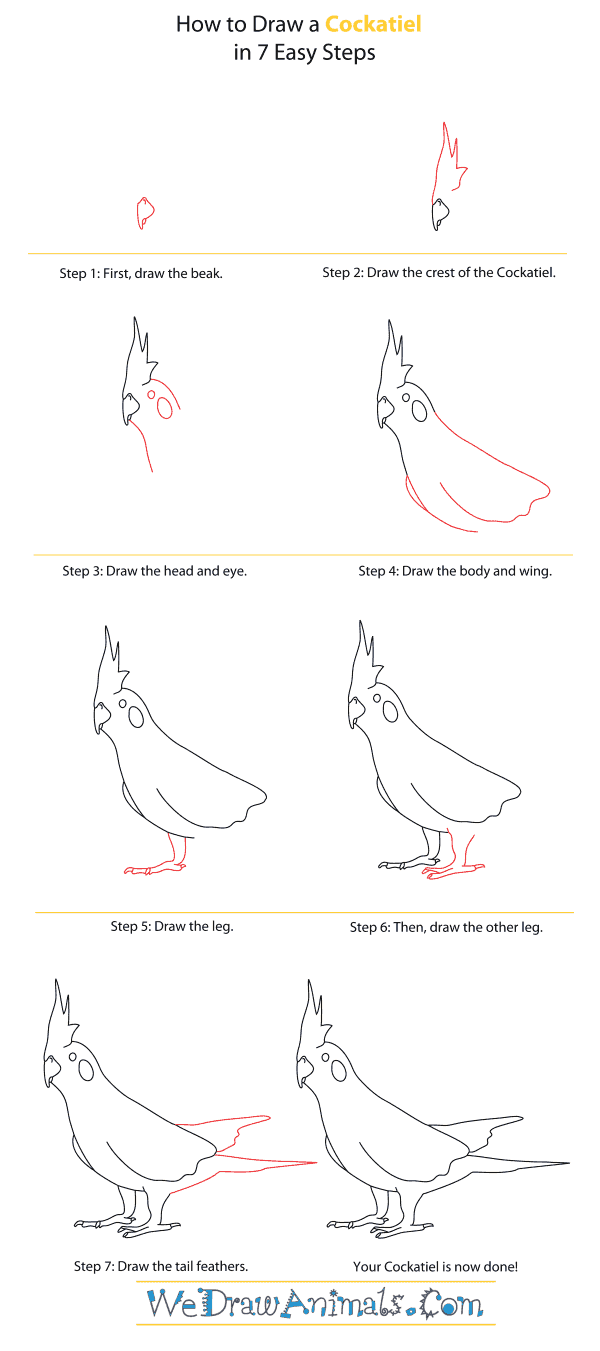 600x1351 How To Draw A Cockatiel - Cockatiel Drawing
