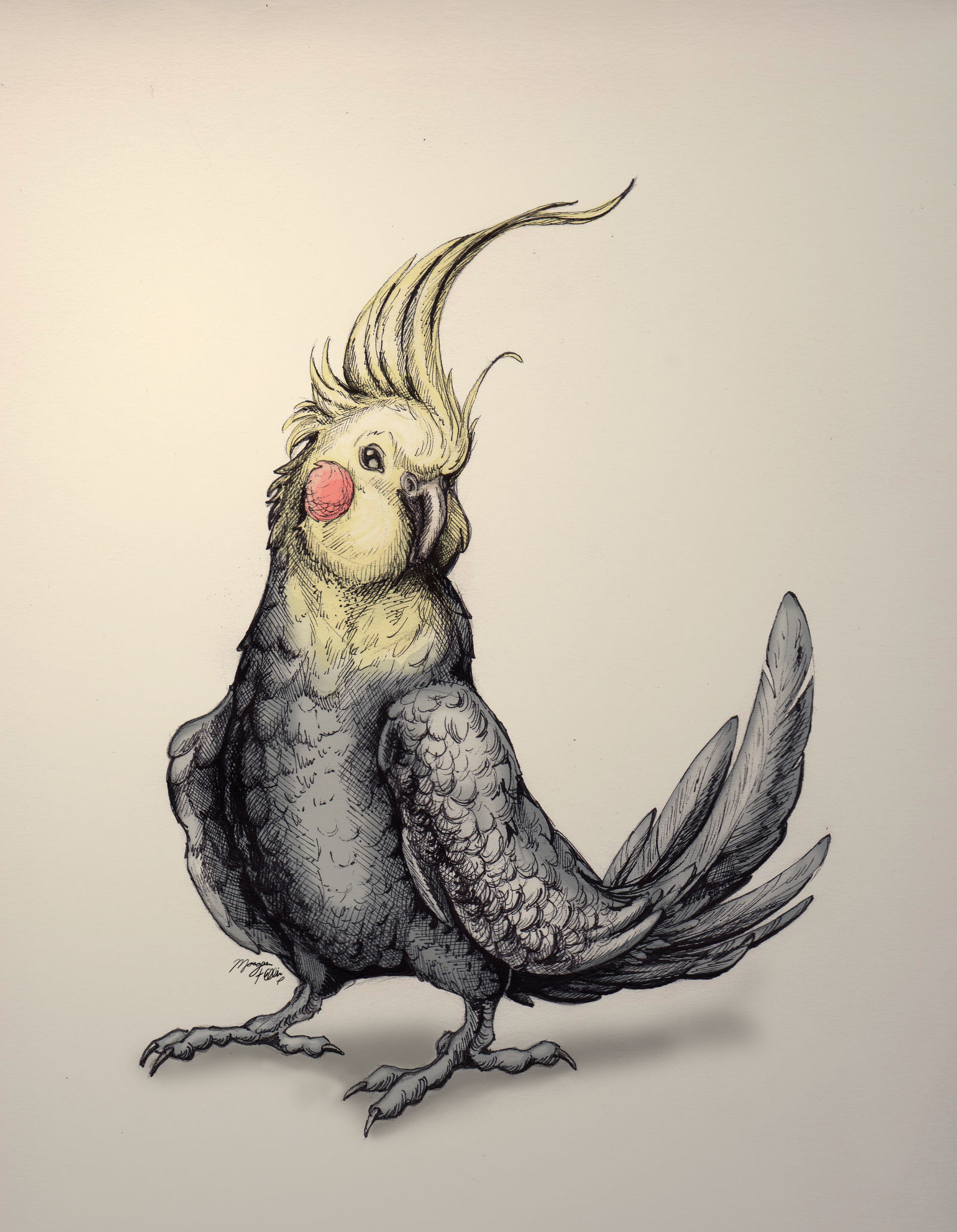1600x2060 Ink Drawing - Cockatiel Drawing