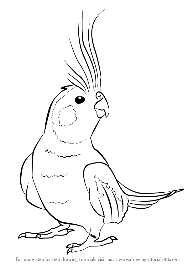 600x846 Learn How To Draw A Cockatiel - Cockatiel Drawing