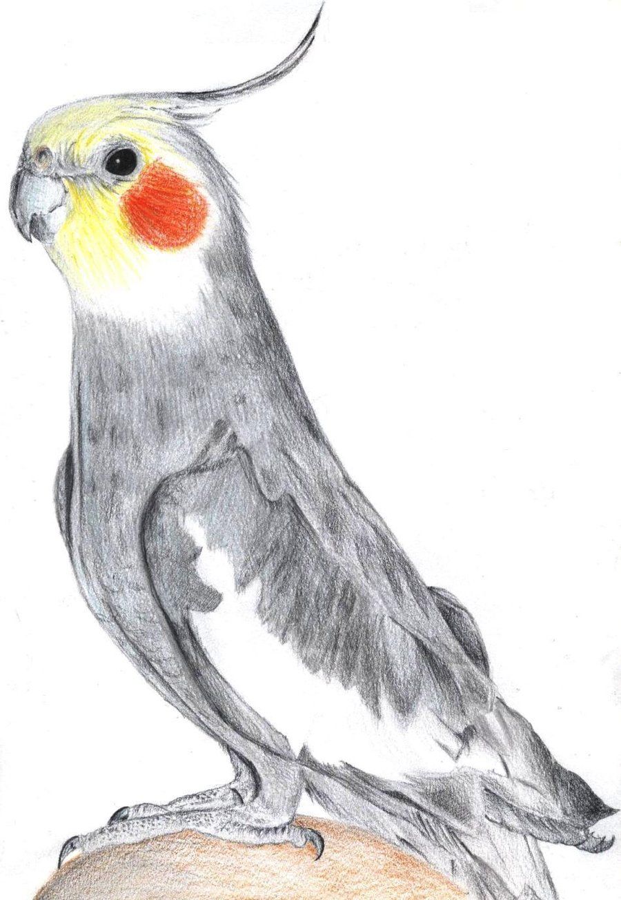 900x1304 Watercolor Painting Inspiration - Cockatiel Drawing