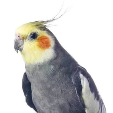 384x384 Realistic Cockatiel Drawing Birds Amino Amino - Cockatiel Drawing