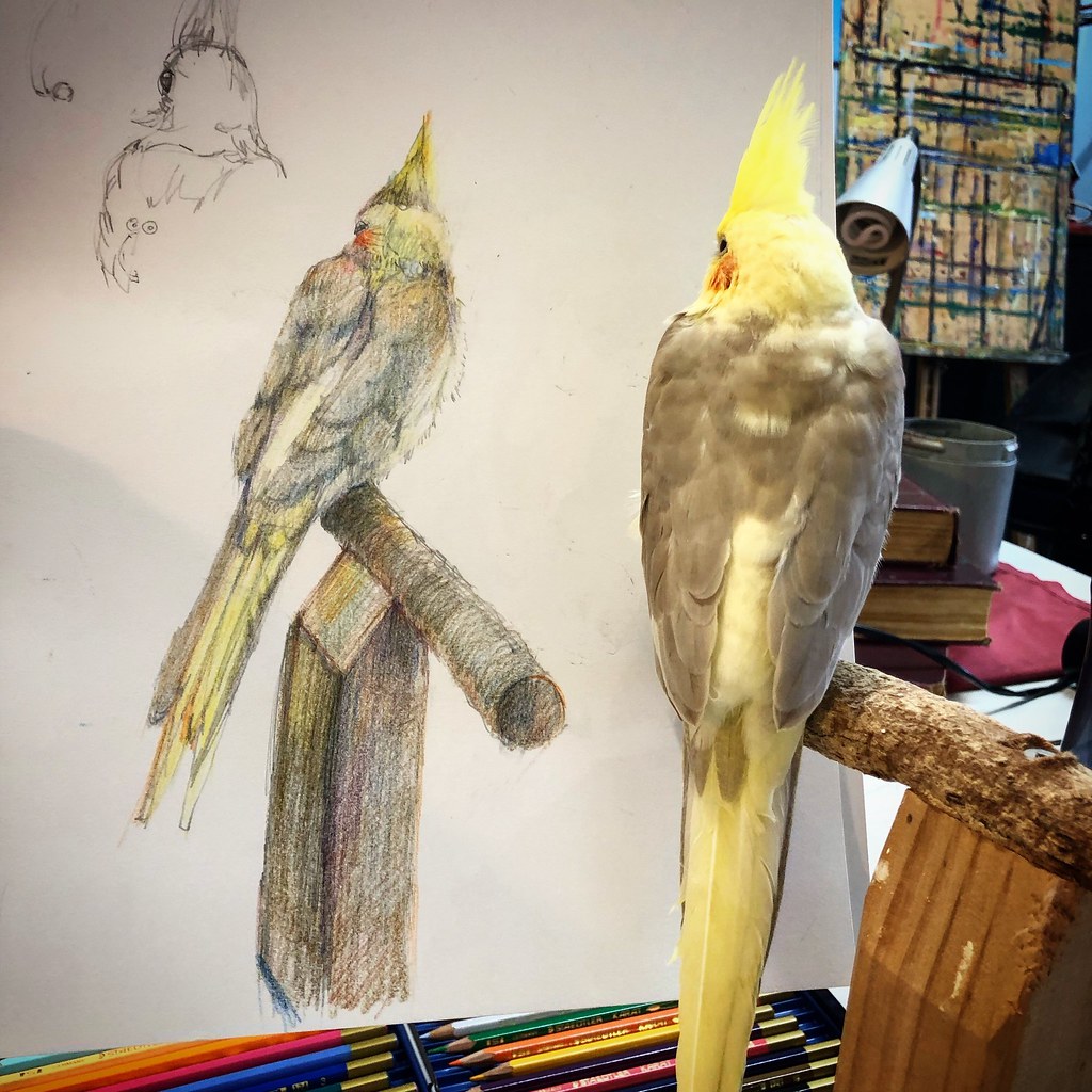 1024x1024 the world's most recently posted photos of cockatiel and drawing - Cockatiel Drawing