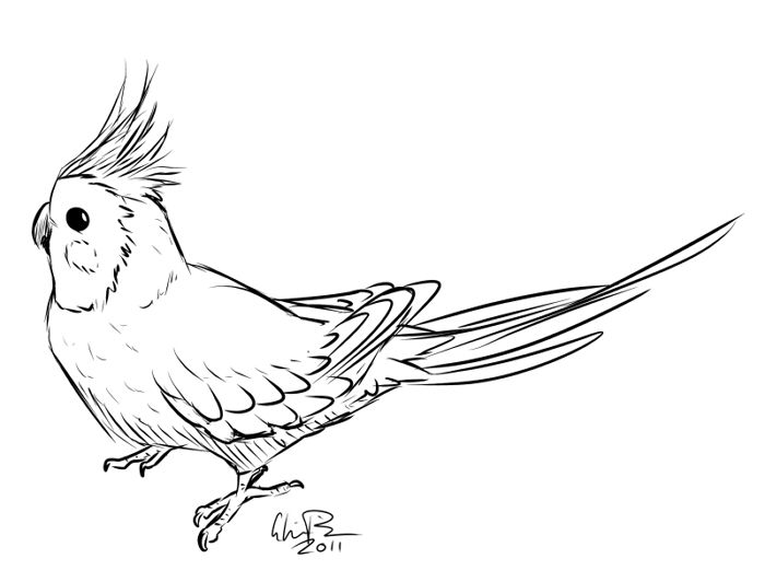 700x532 Cockatiel - Cockatiel Drawing