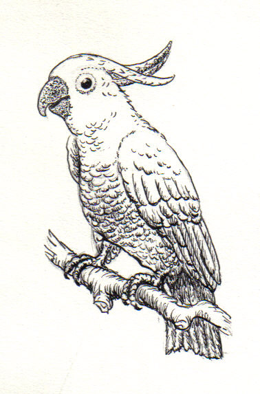 378x573 Filecockatoo - Cockatoo Drawing
