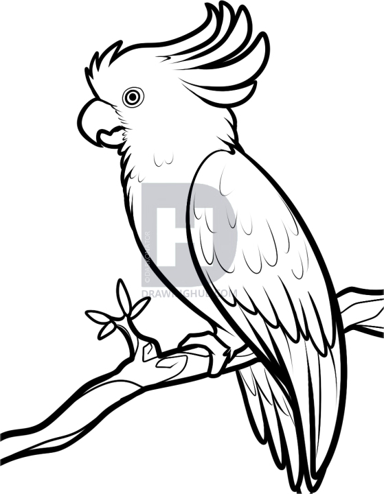559x720 How To Draw A Cockatoo, Step - Cockatoo Drawing
