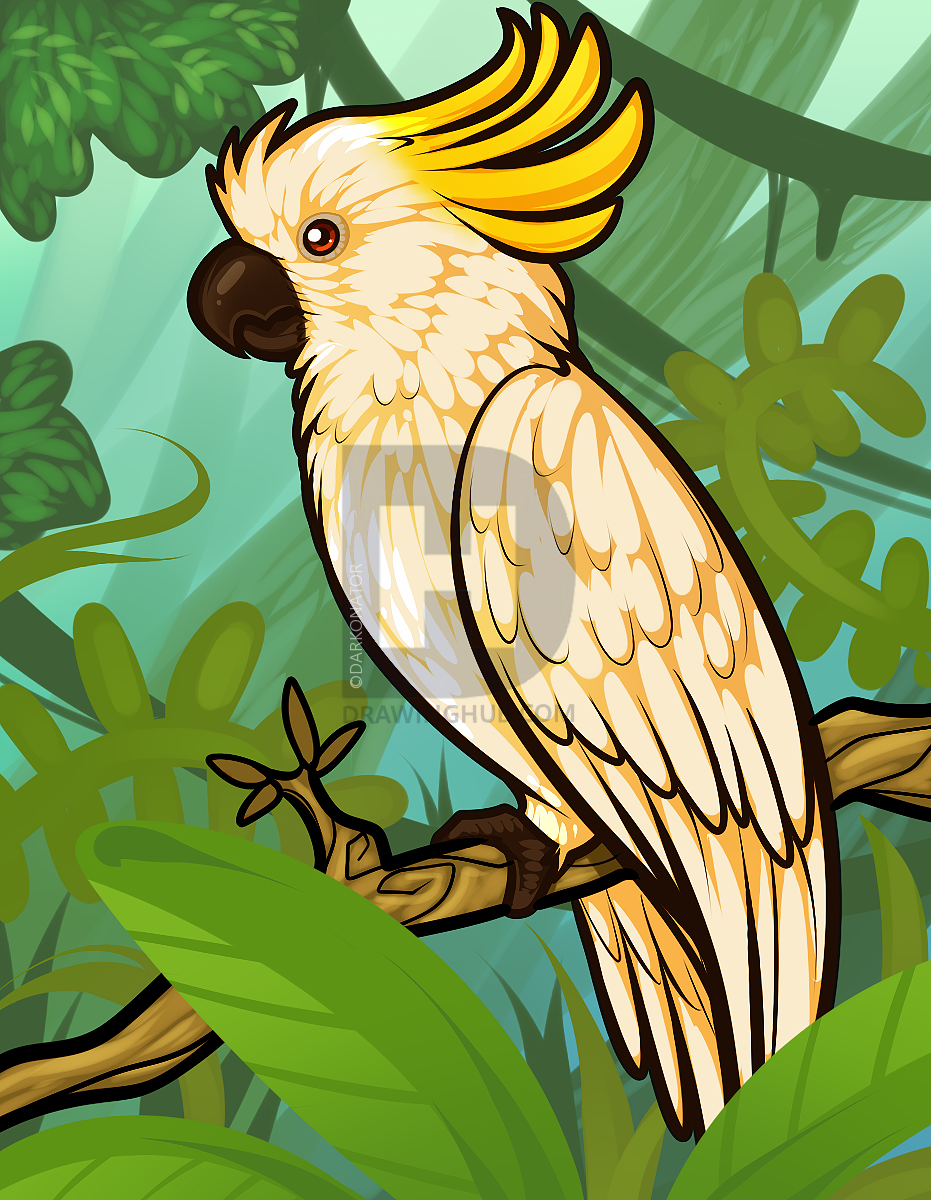 931x1200 How To Draw A Cockatoo, Step - Cockatoo Drawing