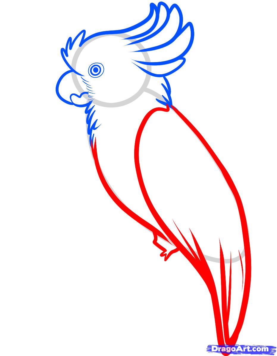 931x1199 How To Draw A Cockatoo, Step - Cockatoo Drawing