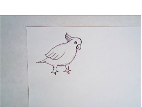 480x360 How To Draw A Cockatoo - Cockatoo Drawing