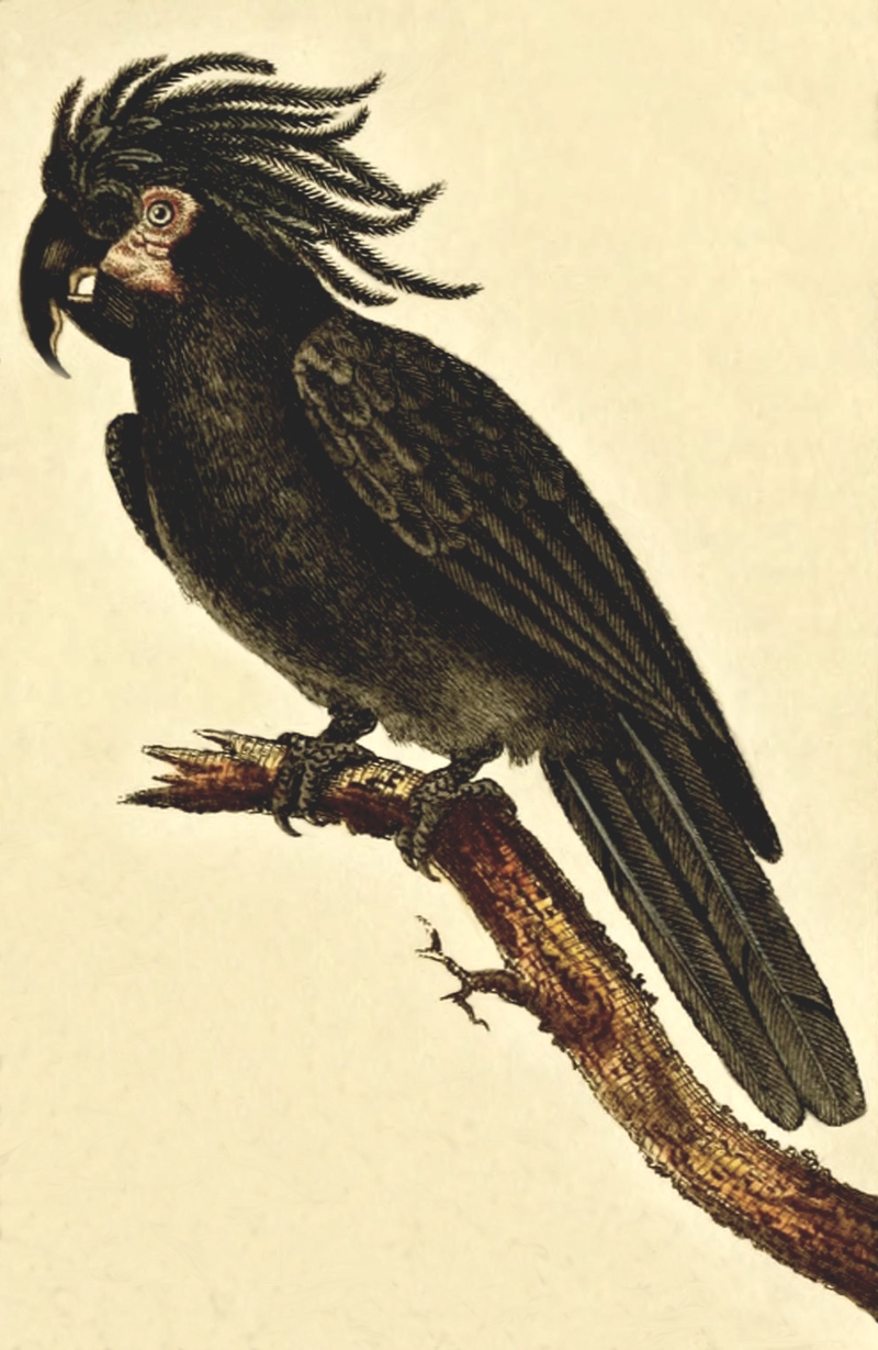 800x1229 Palm Cockatoo Drawing - Cockatoo Drawing