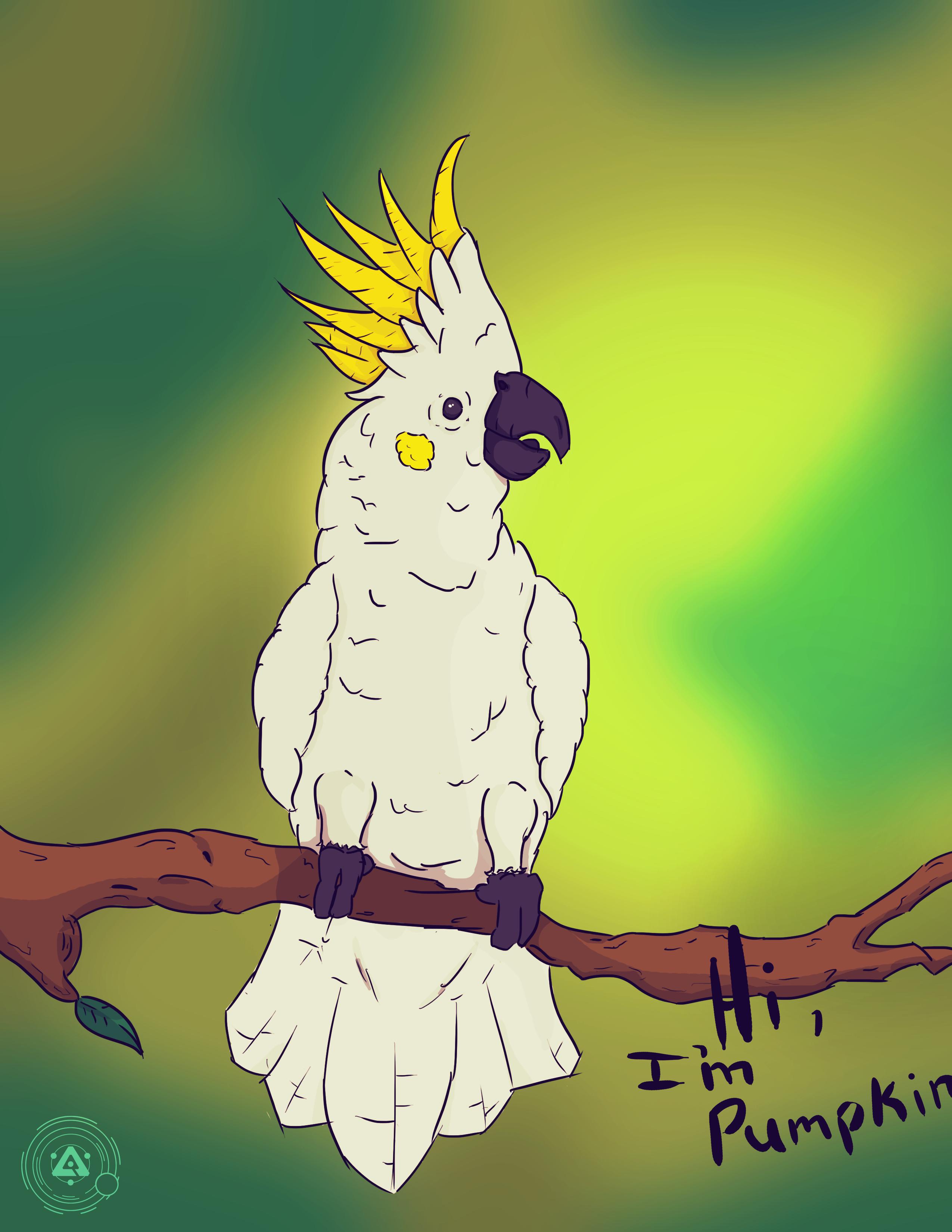 2550x3300 Pumpkin The Citron Cockatoo Drawing! - Cockatoo Drawing