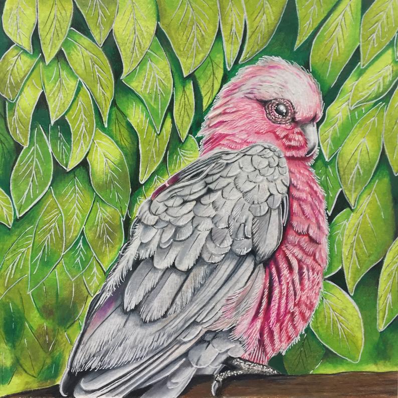 794x794 Sale Pink And Grey Original Cockatoo Drawing Free Uk Etsy - Cockatoo Drawing