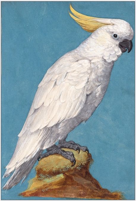 458x674 Sulphur Crested Cockatoo, Drawing Saec Xvi Cockatoos Risunki - Cockatoo Drawing