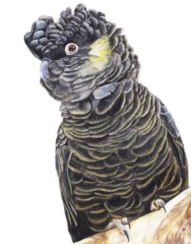 375x478 Yellow Tail Black Cockatoo - Cockatoo Drawing