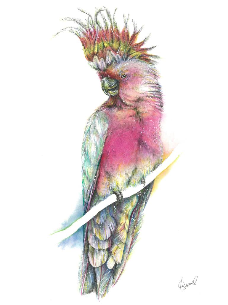 770x1027 Cockatoo Drawing - Cockatoo Drawing