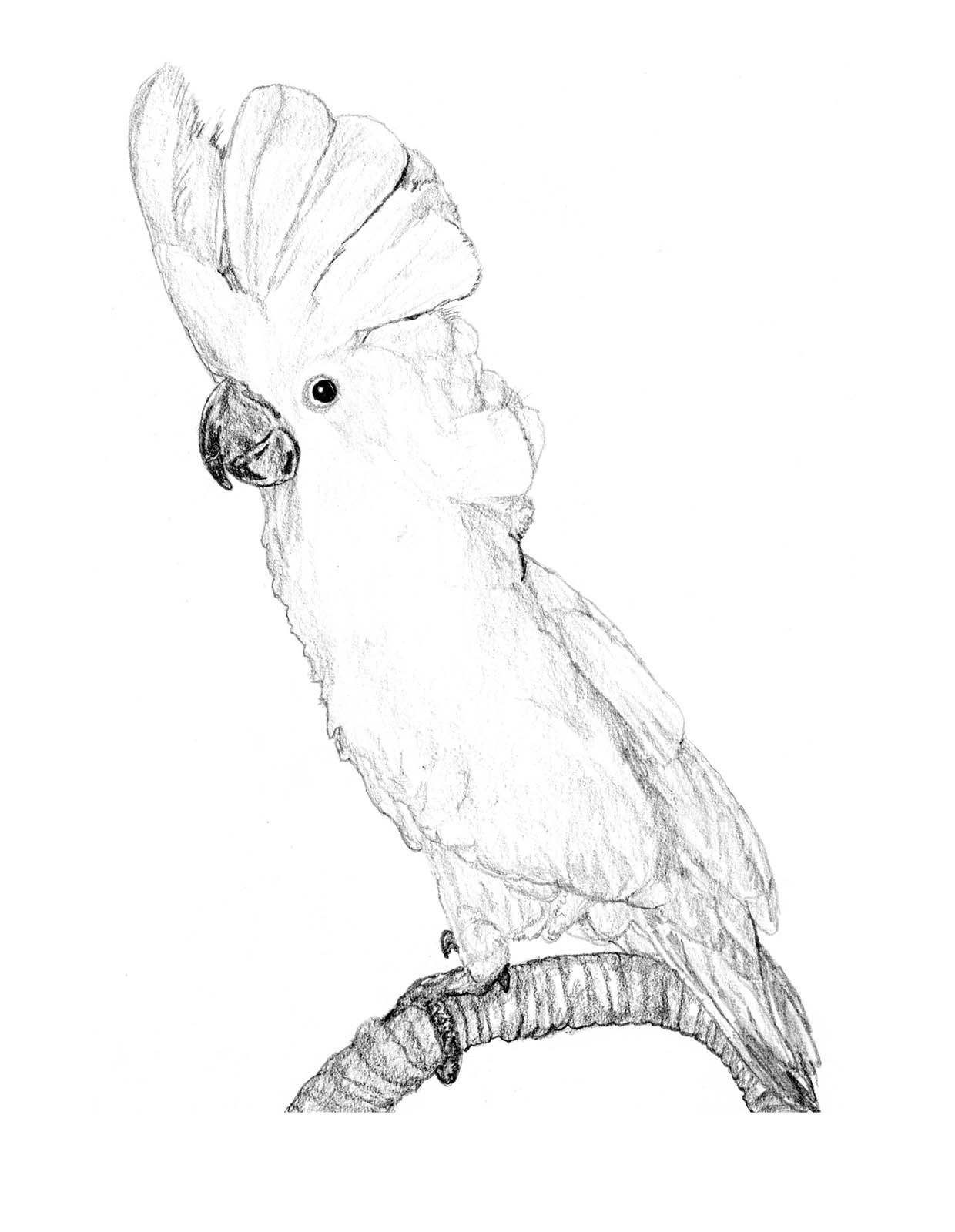 Раскраска попугай Какаду