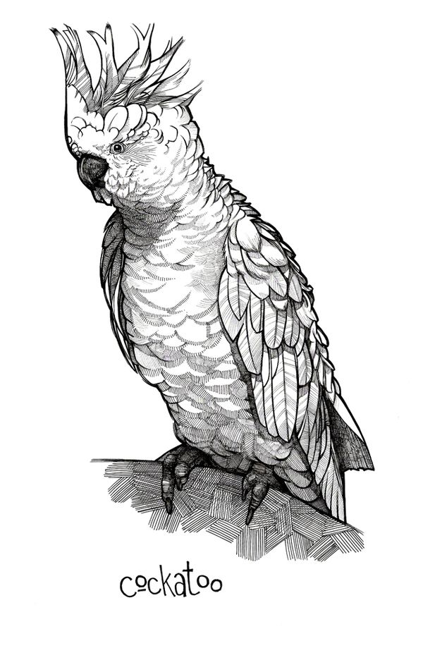 600x936 Cockatoo Drawing - Cockatoo Drawing