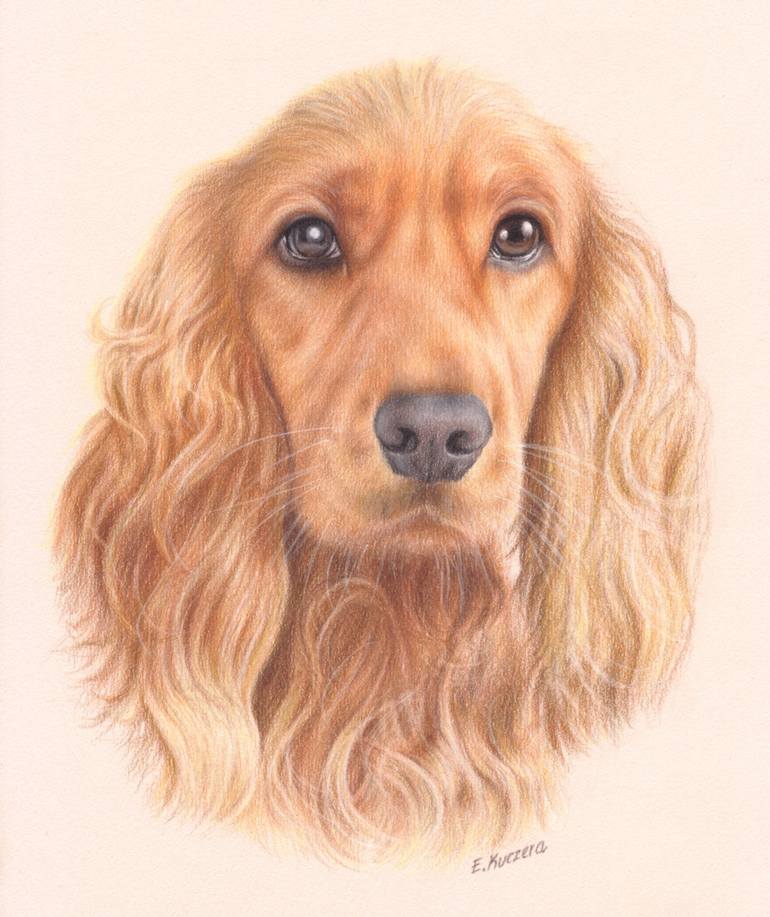 770x917 cocker spaniel portrait drawing - Cocker Spaniel Drawing