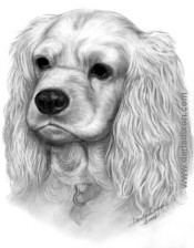 175x224 dog portraits - Cocker Spaniel Drawing