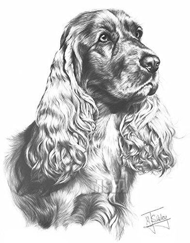 392x500 gdf galleries cocker spaniel drawing giclee print - Cocker Spaniel Drawing