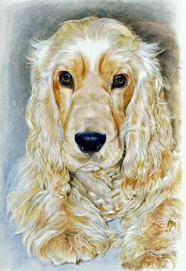 Cocker Spaniel Drawing at PaintingValley.com | Explore collection of ...