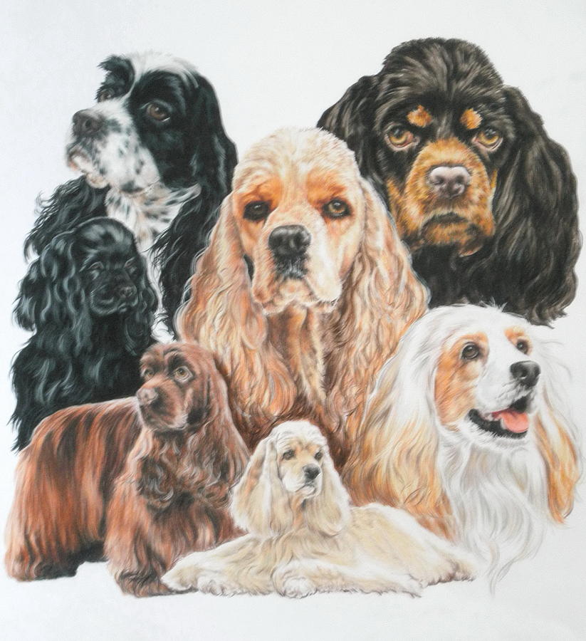 823x900 american cocker spaniel drawing - Cocker Spaniel Drawing