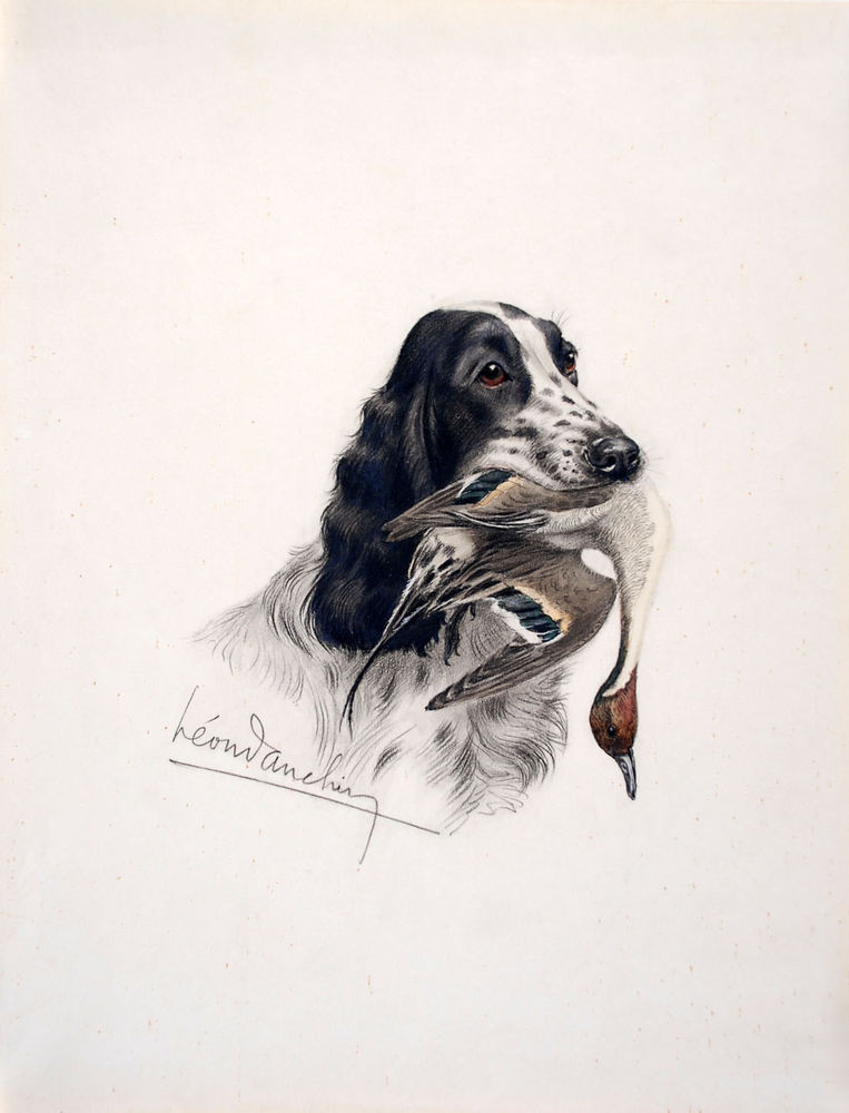 763x1000 leon danchin signed drawing watercolored cocker spaniel - Cocker Spaniel Drawing