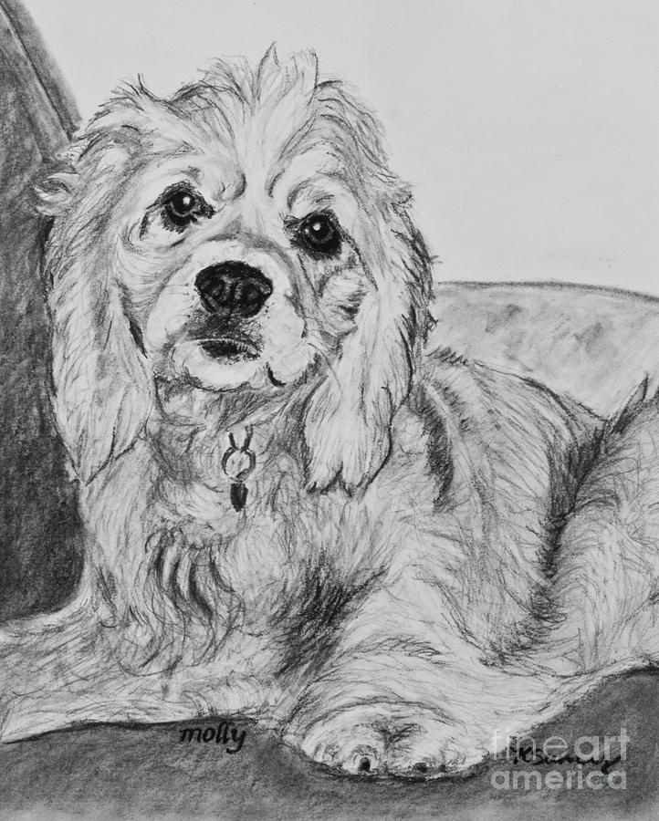 722x900 young cocker spaniel drawing - Cocker Spaniel Drawing