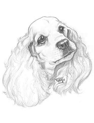 370x480 easy cocker spaniel drawings pencil - Cocker Spaniel Drawing