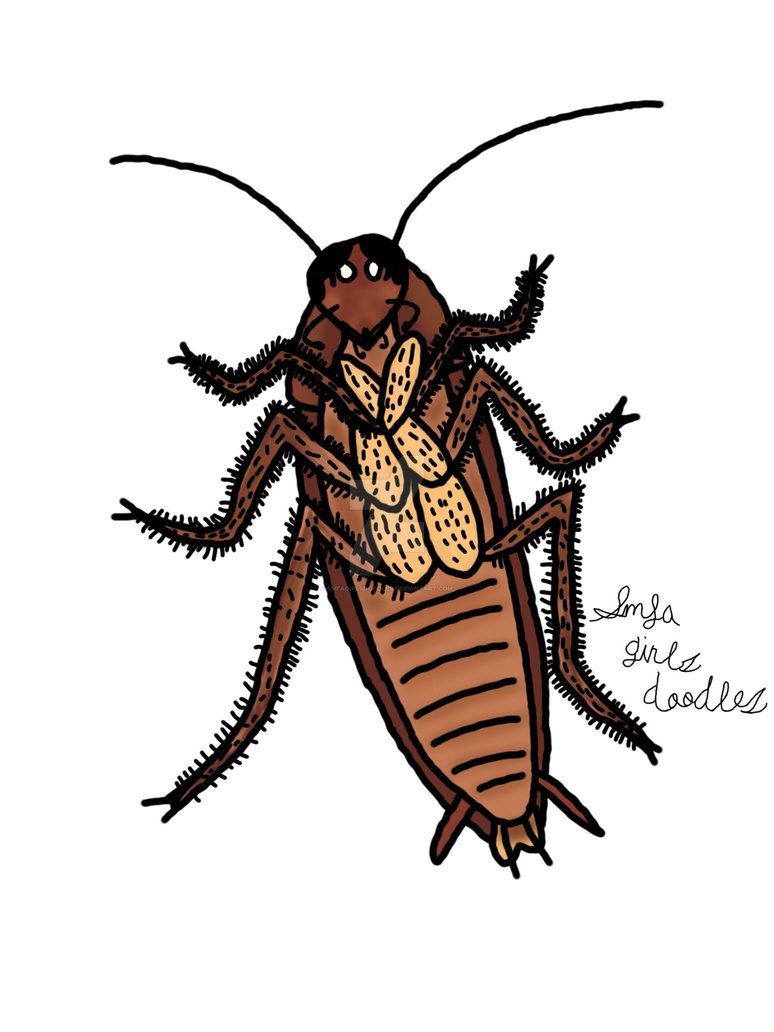 774x1032 Cockroach Drawing - Cockroach Drawing