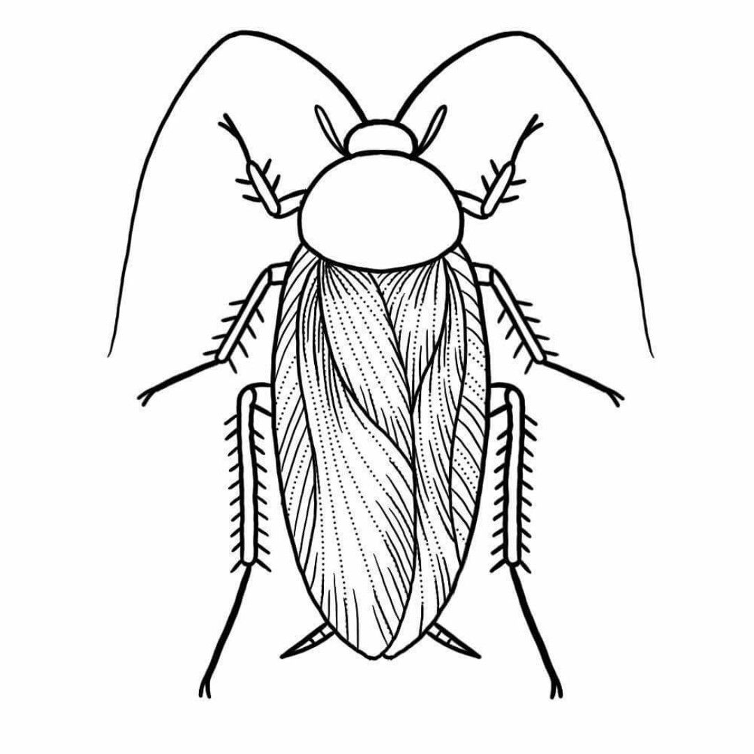 1080x1080 Cockroach Drawing Free Download - Cockroach Drawing
