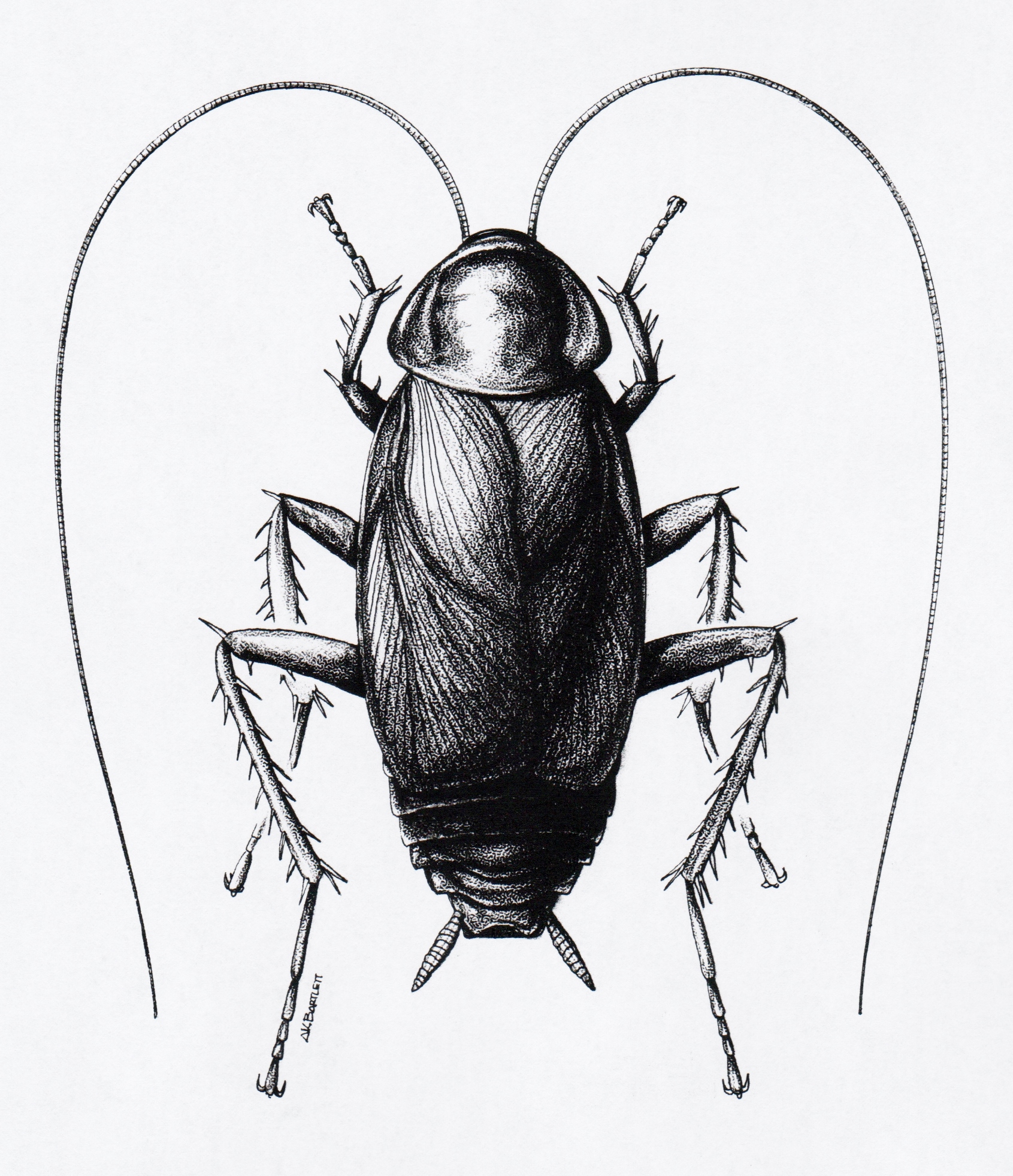 1691x1962 Cockroaches - Cockroach Drawing