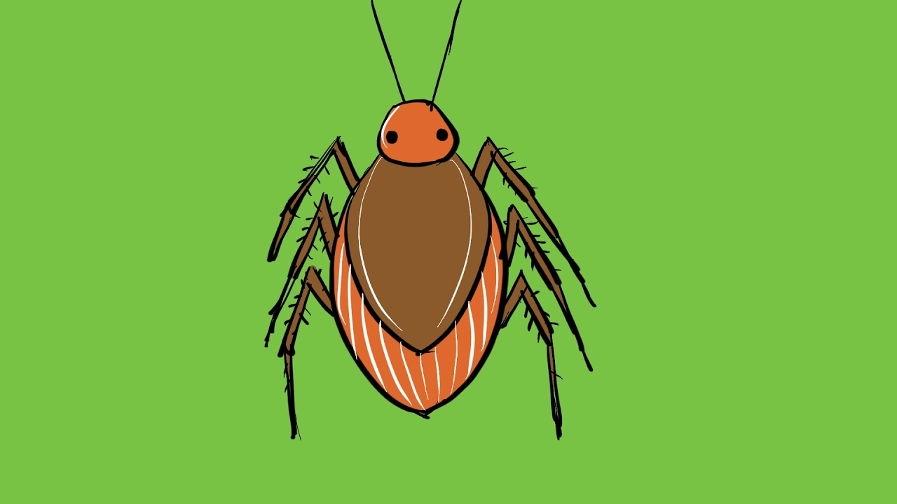 1280x720 How To Draw Cockroach Drawing And Coloring Step - Cockroach Drawing