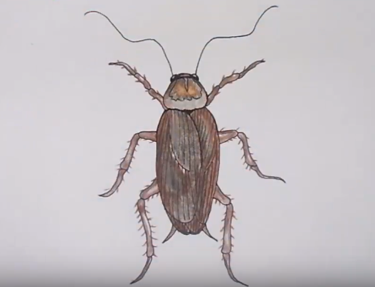 527x404 How To Draw A Cockroach Easy Step - Cockroach Drawing