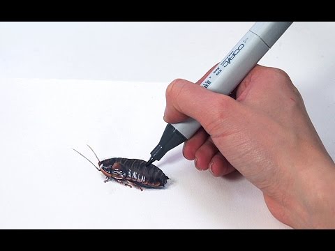 480x360 Cockroach Drawing - Cockroach Drawing