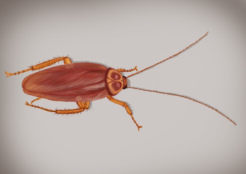 800x566 Learn How To Draw A Cockroach - Cockroach Drawing