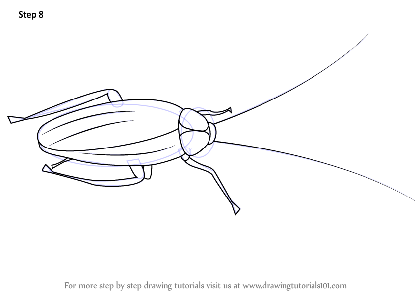 844x598 Learn How To Draw A Cockroach - Cockroach Drawing