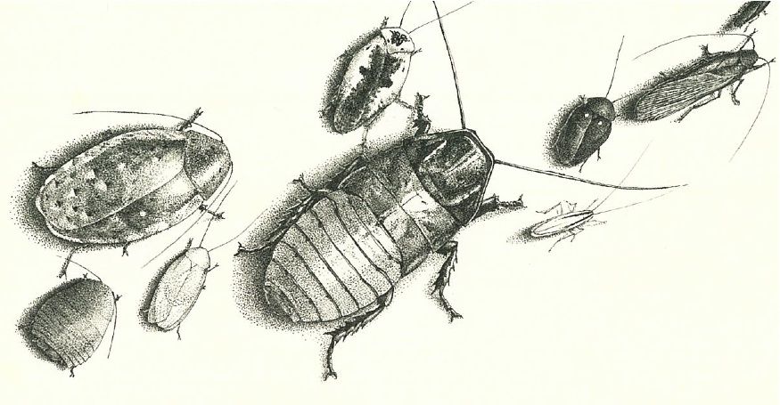 875x455 madagascar hissing cockroach tattoo inspiration madagascar - Cockroach Drawing
