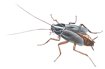 365x242 termite pest controls cockroach drawing - Cockroach Drawing