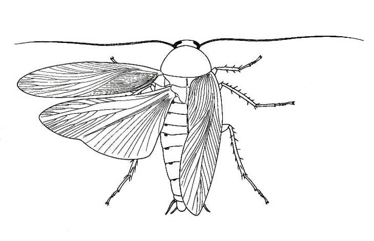 730x472 Biological Drawings Insects Cockroach - Cockroach Drawing