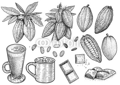 400x283 cocoa illustration, drawing, engraving, ink, line art, vector - Cocoa Drawing