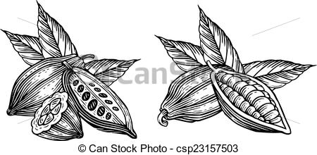 450x220 engraved illustration of leaves and fruits of cocoa beans - Cocoa Drawing