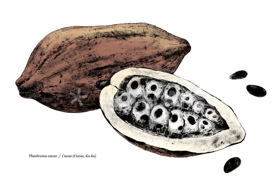 950x671 theobroma cacao cacao - Cocoa Drawing