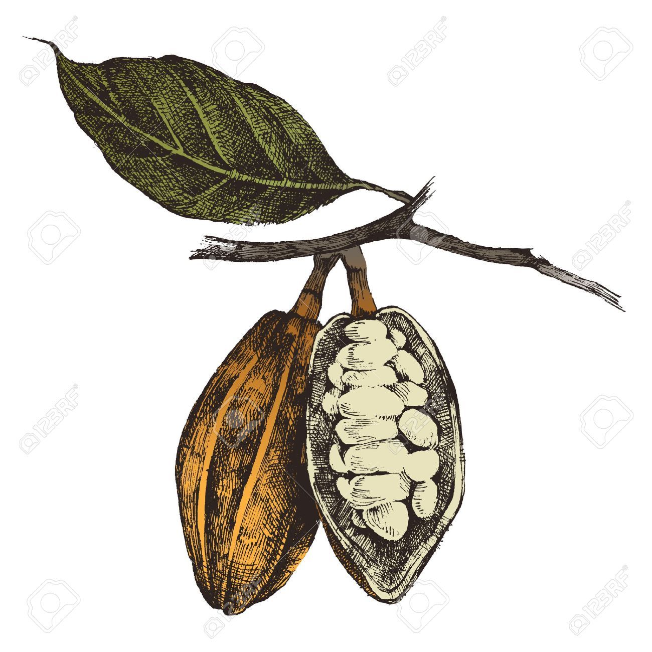 1300x1300 cocoa beans drawing - Cocoa Drawing