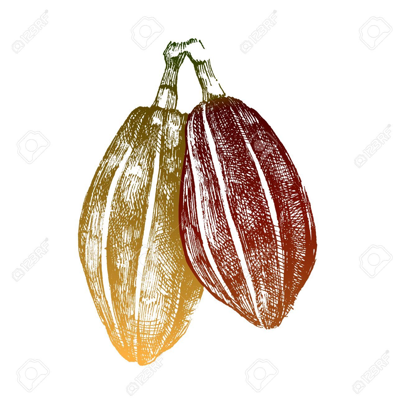1300x1300 cocoa beans drawing - Cocoa Drawing