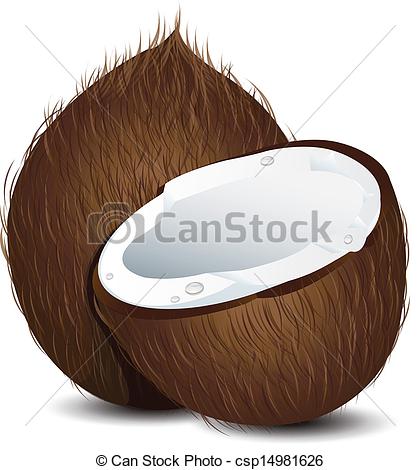 420x470 coconut vector - Coconut Drawing