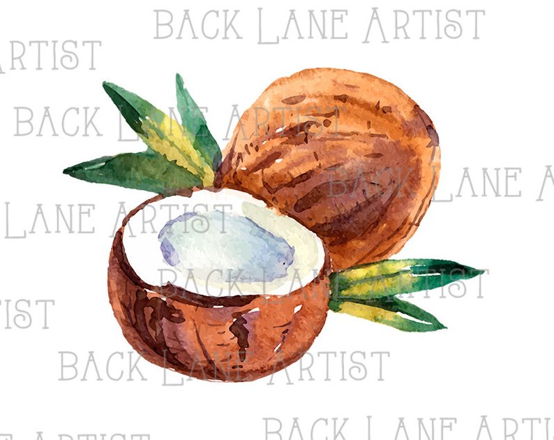 794x630 fruits coconut watercolor drawing clipart lineart illustration etsy - Coconut Drawing