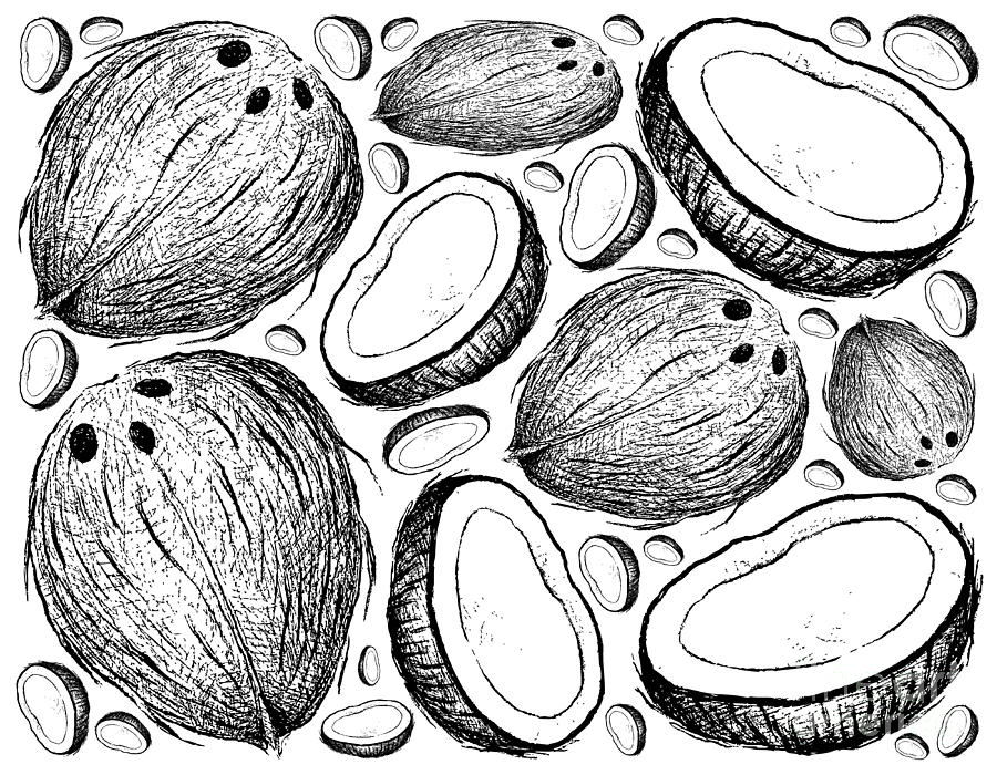 900x700 hand drawn background of fresh coconut fruits drawing - Coconut Drawing