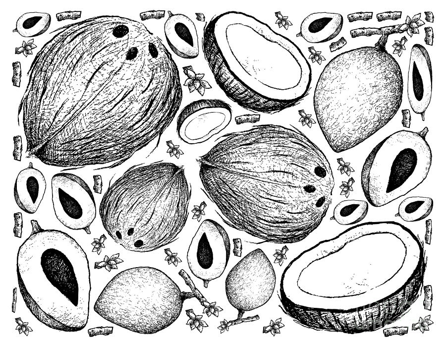 900x700 hand drawn background of mamey sapote and coconut drawing - Coconut Drawing