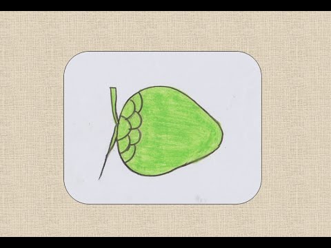 480x360 how to draw coconut for kids - Coconut Drawing